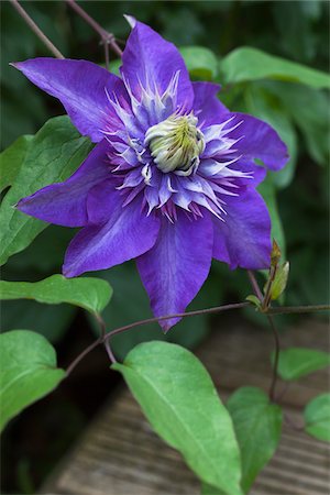 purple flower - Blooming Clematis Multi Blue Foto de stock - Con derechos protegidos, Código: 700-06892488