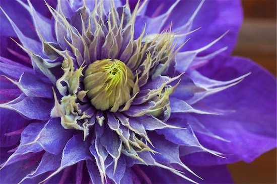 Close-up of blooming Clematis Multi Blue Photographie de stock - Premium Droits Gérés, Artiste: Christina Krutz, Le code de l’image : 700-06892489