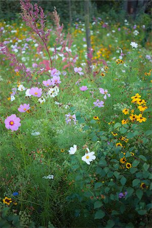 private garden - Meadow of various wild flowers Foto de stock - Con derechos protegidos, Código: 700-06892612