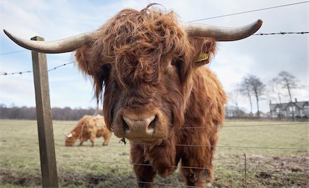 prisonier - Highland cattle in field, Scotland Photographie de stock - Rights-Managed, Code: 700-06892669
