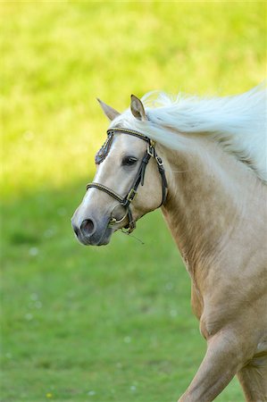 recinto - Close-up of a Connemara stallion running on a paddock, Germany Fotografie stock - Rights-Managed, Codice: 700-06936038