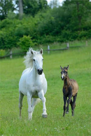 running horse - Connemara horse, mare with foal running on a big paddock, Germany Stock Photo - Rights-Managed, Code: 700-06936033