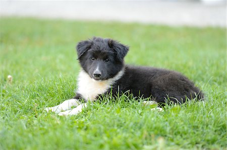 fuzzy - Close-up of mixed breed puppy outdoors in summer, Germany Stock Photo - Rights-Managed, Code: 700-06936044
