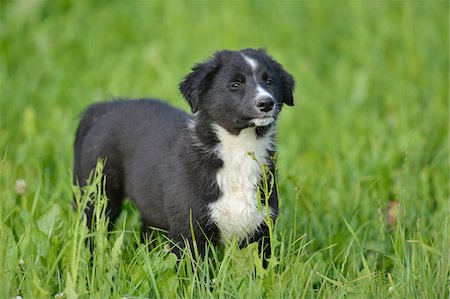 Portrait of black and white puppy standing in meadow in summer, Bavaria, Germany Photographie de stock - Rights-Managed, Code: 700-06936096