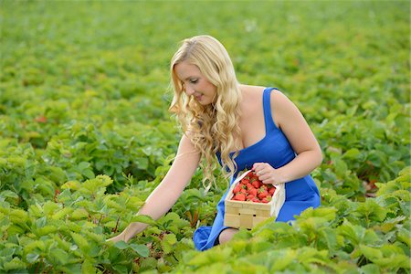 Young woman in a strawberryfield with a basket full of strawberries, Bavaria, Germany Foto de stock - Con derechos protegidos, Código: 700-06936100