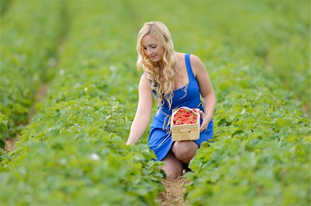 ponerse en cuclillas - Young woman in a strawberryfield with a basket full of strawberries, Bavaria, Germany Foto de stock - Con derechos protegidos, Código: 700-06936123