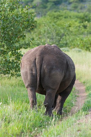 simsearch:851-02961282,k - White rhinoceros (rhino), Ceratotherium simum, Namibia, Africa Foto de stock - Con derechos protegidos, Código: 700-06936145