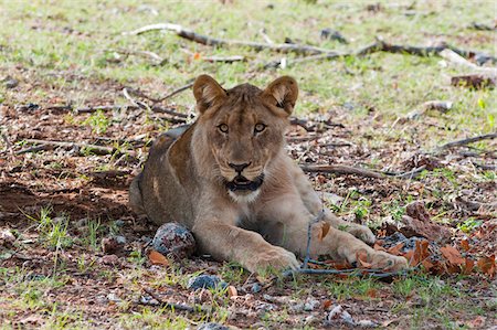 Young Lion (Panthera leo), Namibia, Africa Stock Photo - Rights-Managed, Code: 700-06939639