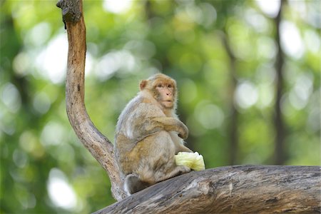 Barbary Macaque (Macaca sylvanus) in Tree in Summer, Bavaria, Germany Stock Photo - Rights-Managed, Code: 700-06964165