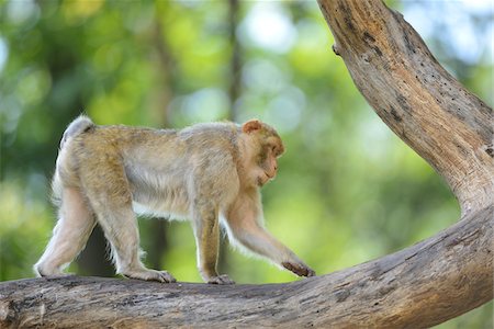 Barbary Macaque (Macaca sylvanus) in Tree in Summer, Bavaria, Germany Stock Photo - Rights-Managed, Code: 700-06964166