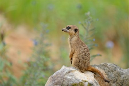 suricate - Meerkat (Suricata suricatta) on Rock in Summer, Bavaria, Germany Foto de stock - Con derechos protegidos, Código: 700-06964162