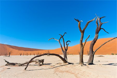 désert de namibie - Dead Vlei, Namib-Naukluft National Park, Namib Desert, Sossusvlei Region, Namibia, Africa Photographie de stock - Rights-Managed, Code: 700-06962207
