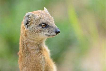 simsearch:700-07148177,k - Close-up of Yellow Mongoose (Cynictis penicillata) in Summer, Bavaria, Germany Stock Photo - Rights-Managed, Code: 700-06962220