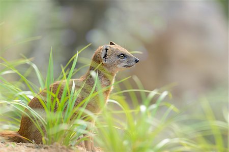 Close-up of Yellow Mongoose (Cynictis penicillata) in Summer, Bavaria, Germany Stock Photo - Rights-Managed, Code: 700-06962221