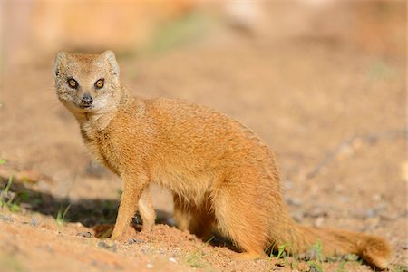 simsearch:700-07148177,k - Close-up of Yellow Mongoose (Cynictis penicillata) in Summer, Bavaria, Germany Stock Photo - Rights-Managed, Code: 700-06962222