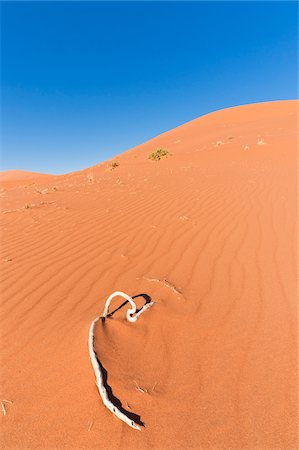 Sand Dunes, Namib-Naukluft National Park, Namib Desert, Sossusvlei Region, Namibia, Africa Foto de stock - Con derechos protegidos, Código: 700-06962231