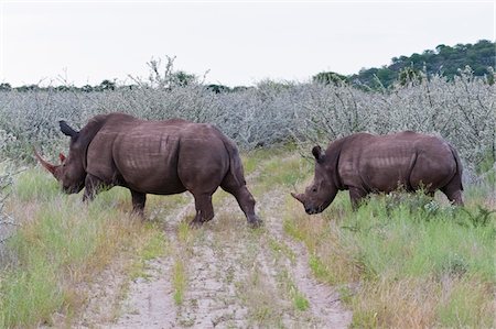 simsearch:700-07067364,k - White rhinoceros (rhino), Ceratotherium simum, Namibia, Africa Stock Photo - Rights-Managed, Code: 700-07067091