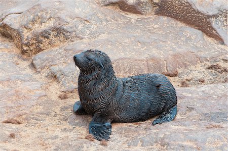 phoque - Baby Cape Fur seal (Arctocephalus pusillus), Cape Cross, Skeleton Coast,  Kaokoland, Kunene Region, Namibia, Africa Photographie de stock - Rights-Managed, Code: 700-07067207