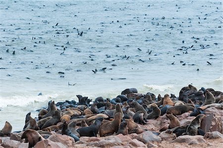 seal (animal) - Cape Fur seals (Arctocephalus pusillus), Cape Cross, Skeleton Coast, Kaokoland, Kunene Region, Namibia, Africa Stock Photo - Rights-Managed, Code: 700-07067202