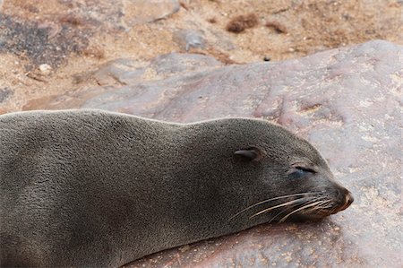 seal - Sleeping Cape Fur seal (Arctocephalus pusillus), Cape Cross, Skeleton Coast, Kaokoland, Kunene Region, Namibia, Africa Foto de stock - Con derechos protegidos, Código: 700-07067203