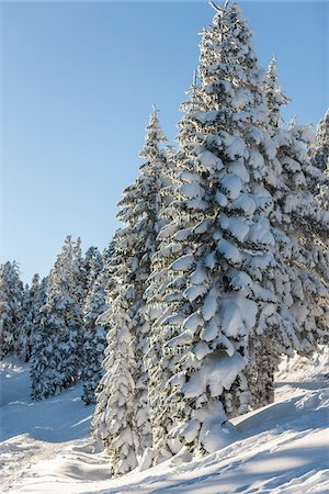 ehrfürchtig - Snow Covered trees on Mount Ashland, Ashland, Southern Oregon, USA Stockbilder - Lizenzpflichtiges, Bildnummer: 700-07067235