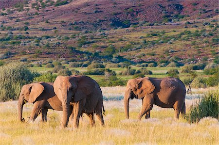 African elephant (Loxodonta africana), Damaraland, Kunene Region, Namibia, Africa Stock Photo - Rights-Managed, Code: 700-07067251