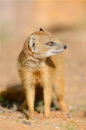 Close-up of a Yellow Mongoose or red meerkat (Cynictis penicillata) in summer, Germany Stock Photo - Rights-Managed, Code: 700-07067356