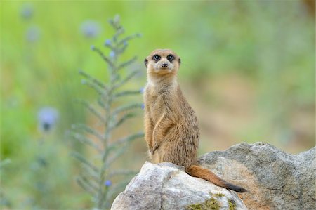 standing on hind legs - Close-up of Meerkat (Suricata suricatta) in Summer, Bavaria, Germany Photographie de stock - Rights-Managed, Code: 700-07067438