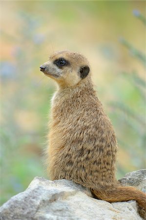 david & micha sheldon - Close-up of Meerkat (Suricata suricatta) in Summer, Bavaria, Germany Photographie de stock - Rights-Managed, Code: 700-07067439