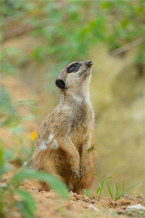 standing on hind legs - Close-up of Meerkat (Suricata suricatta) in Summer, Bavaria, Germany Photographie de stock - Rights-Managed, Code: 700-07067440