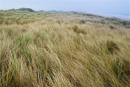 Scenic view of dune grass, Curracloe Beach, County Wexford, Leinster, Republic of Ireland Stockbilder - Lizenzpflichtiges, Bildnummer: 700-07080483