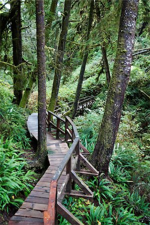 forest park - Wooden walkway through forest, Pacific Rim National Park Reserve, west coast of British Columbia, Canada Photographie de stock - Rights-Managed, Code: 700-07108306