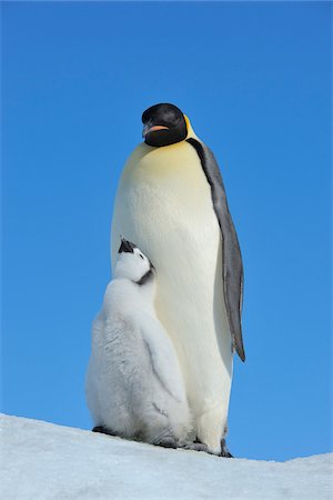 simsearch:700-07110767,k - Adult Emperor Penguin (Aptenodytes forsteri) with Chick, Snow Hill Island, Antarctic Peninsula, Antarctica Fotografie stock - Rights-Managed, Codice: 700-07110758