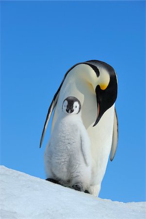 penguin on snow - Adult Emperor Penguin (Aptenodytes forsteri) with Chick, Snow Hill Island, Antarctic Peninsula, Antarctica Foto de stock - Con derechos protegidos, Código: 700-07110759