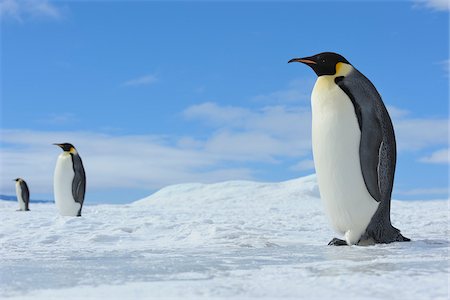 Emperor Penguins (Aptenodytes forsteri) Standing in Ice Landscape, Snow Hill Island, Antarctic Peninsula, Antarctica Photographie de stock - Rights-Managed, Code: 700-07110761