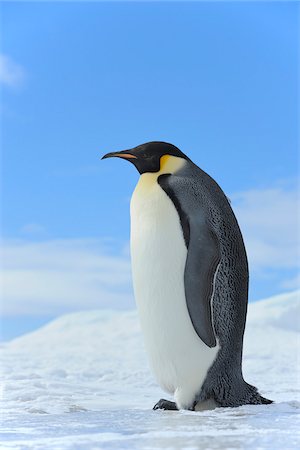 skies in snow - Emperor Penguin (Aptenodytes forsteri) Standing in Ice Landscape, Snow Hill Island, Antarctic Peninsula, Antarctica Stock Photo - Rights-Managed, Code: 700-07110762