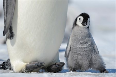 simsearch:841-07204303,k - Close-up of Emperor Penguin (Aptenodytes forsteri) Chick next to Adult, Snow Hill Island, Antarctic Peninsula, Antarctica Photographie de stock - Rights-Managed, Code: 700-07110776