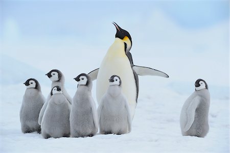 Adult Emperor Penguin (Aptenodytes forsteri) with Chicks, Snow Hill Island, Antarctic Peninsula, Antarctica Foto de stock - Con derechos protegidos, Código: 700-07110779