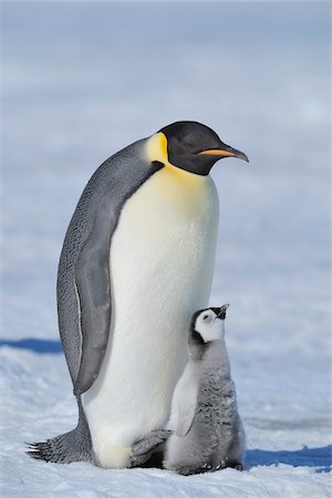 simsearch:862-03288411,k - Adult Emperor Penguin (Aptenodytes forsteri) with Chick, Snow Hill Island, Antarctic Peninsula, Antarctica Photographie de stock - Rights-Managed, Code: 700-07110770