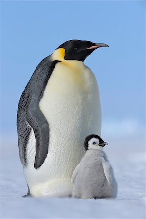 simsearch:700-07110762,k - Adult Emperor Penguin (Aptenodytes forsteri) with Chick, Snow Hill Island, Antarctic Peninsula, Antarctica Stock Photo - Rights-Managed, Code: 700-07110771