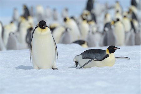 Emperor Penguin (Aptenodytes forsteri) Colony, Snow Hill Island, Antarctic Peninsula, Antarctica Foto de stock - Con derechos protegidos, Código: 700-07110782