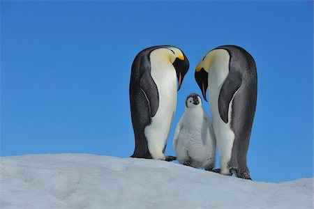 drei tiere - Adult Emperor Penguins (Aptenodytes forsteri) with Chick, Snow Hill Island, Antarctic Peninsula, Antarctica Stockbilder - Lizenzpflichtiges, Bildnummer: 700-07110795