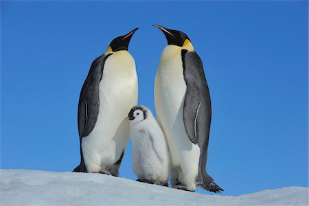 Adult Emperor Penguins (Aptenodytes forsteri) with Chick, Snow Hill Island, Antarctic Peninsula, Antarctica Foto de stock - Direito Controlado, Número: 700-07110797