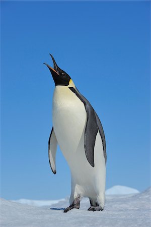 penguin on snow - Adult Emperor Penguin (Aptenodytes forsteri) Calling, Snow Hill Island, Antarctic Peninsula, Antarctica Foto de stock - Con derechos protegidos, Código: 700-07110798