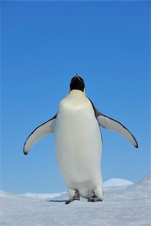 Adult Emperor Penguin (Aptenodytes forsteri), Snow Hill Island, Antarctic Peninsula, Antarctica Photographie de stock - Rights-Managed, Code: 700-07110799