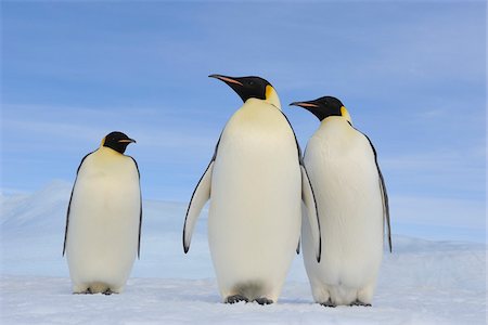 Three Adult Emperor Penguins (Aptenodytes forsteri), Snow Hill Island, Antarctic Peninsula, Antarctica Photographie de stock - Rights-Managed, Code: 700-07110801