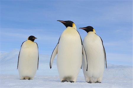 Three Adult Emperor Penguins (Aptenodytes forsteri), Snow Hill Island, Antarctic Peninsula, Antarctica Stock Photo - Rights-Managed, Code: 700-07110801