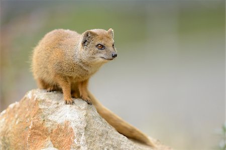 simsearch:700-07148177,k - Close-up of Yellow Mongoose (Cynictis penicillata) on Rock, Bavaria, Germany Stock Photo - Rights-Managed, Code: 700-07148175