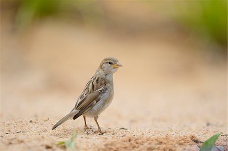 Close-up of House Sparrow (Passer domesticus) in Summer, Bavaria, Germany Foto de stock - Con derechos protegidos, Código: 700-07148178