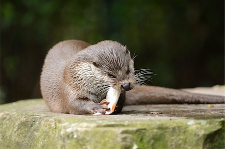 European Otter (Lutra lutra) on Rock Eating Fish, Bavaria, Germany Photographie de stock - Rights-Managed, Code: 700-07148181